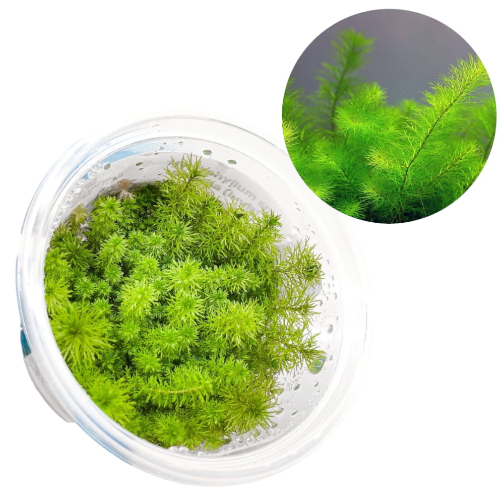 Myriophyllum Guyana2.jpg